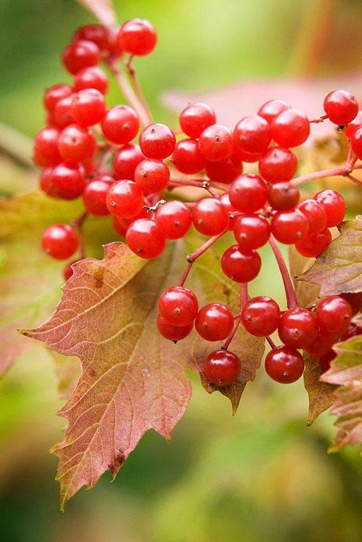 Viburnum opulus 'Compactum'