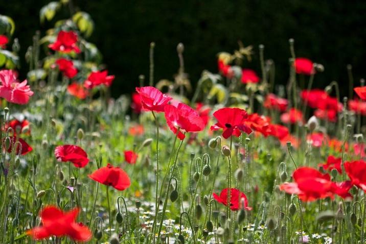 Sow seeds of annual wildflowers, such as poppies, for flowers in as little as six to eight weeks