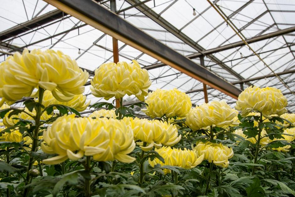 Chrysanthemums flower in response to the short days and long nights of autumn