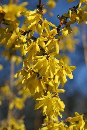 forsythia