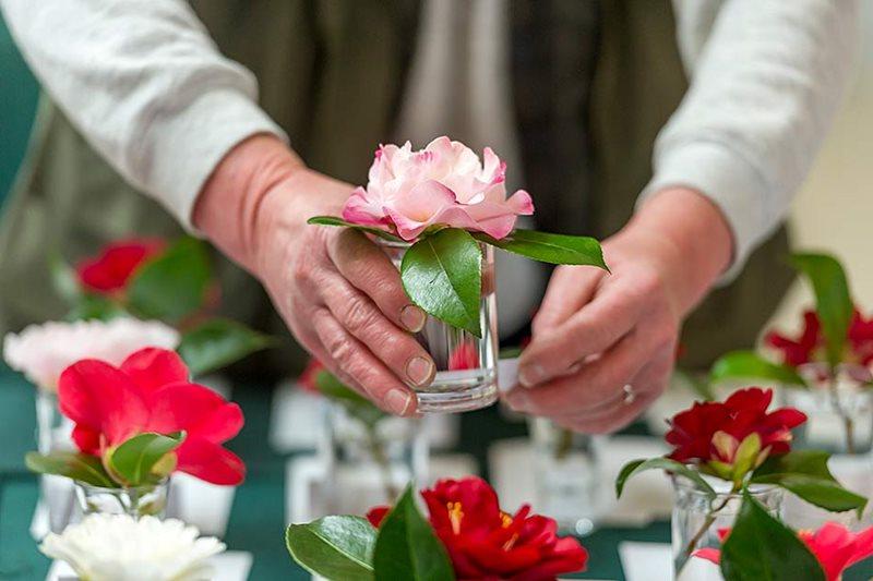 A Rhododendron flower exhibit