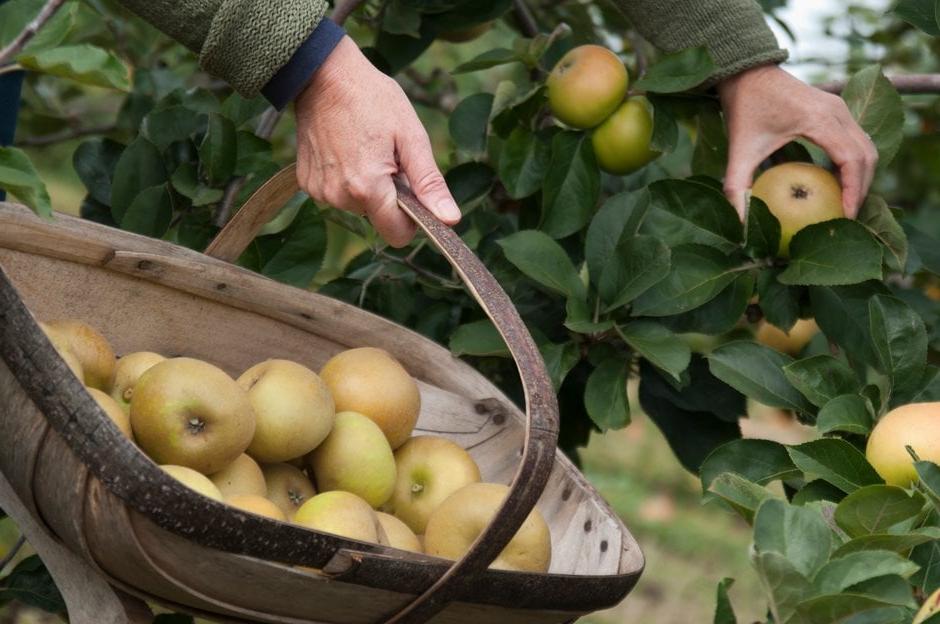 A person picking apples to put into a wooden trug