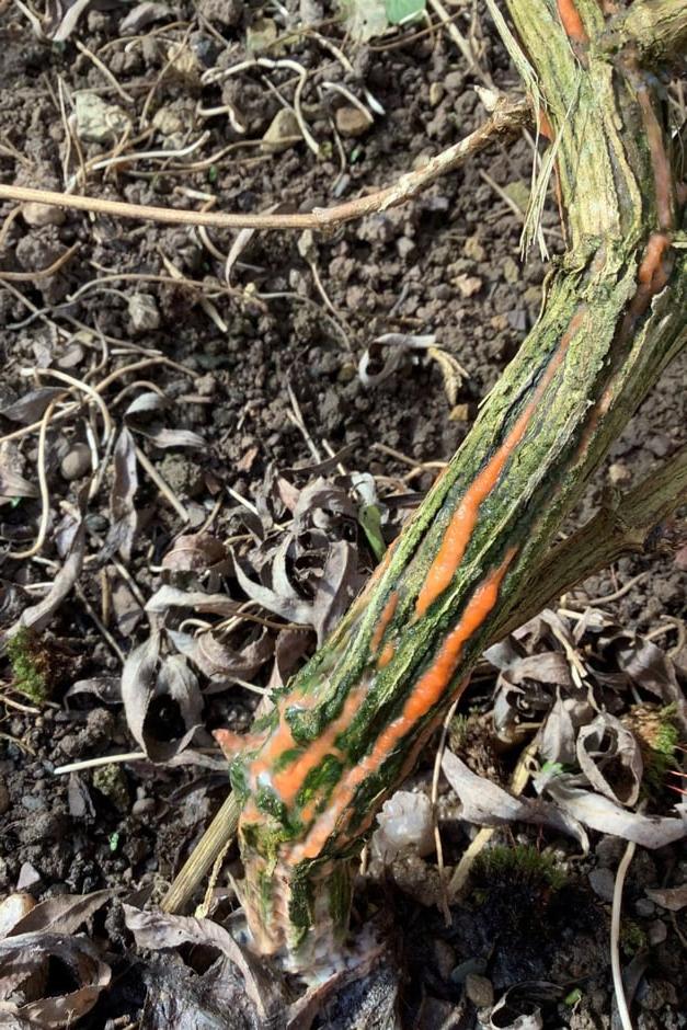 Slime flux on clematis