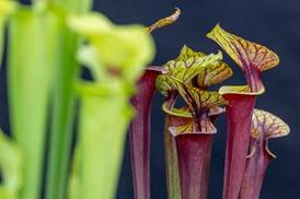 Hampshire Carnivorous Plants