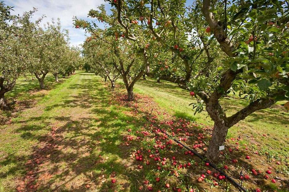 fruit orchard