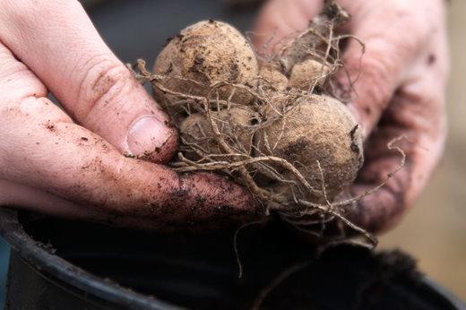 Dahlia tubers