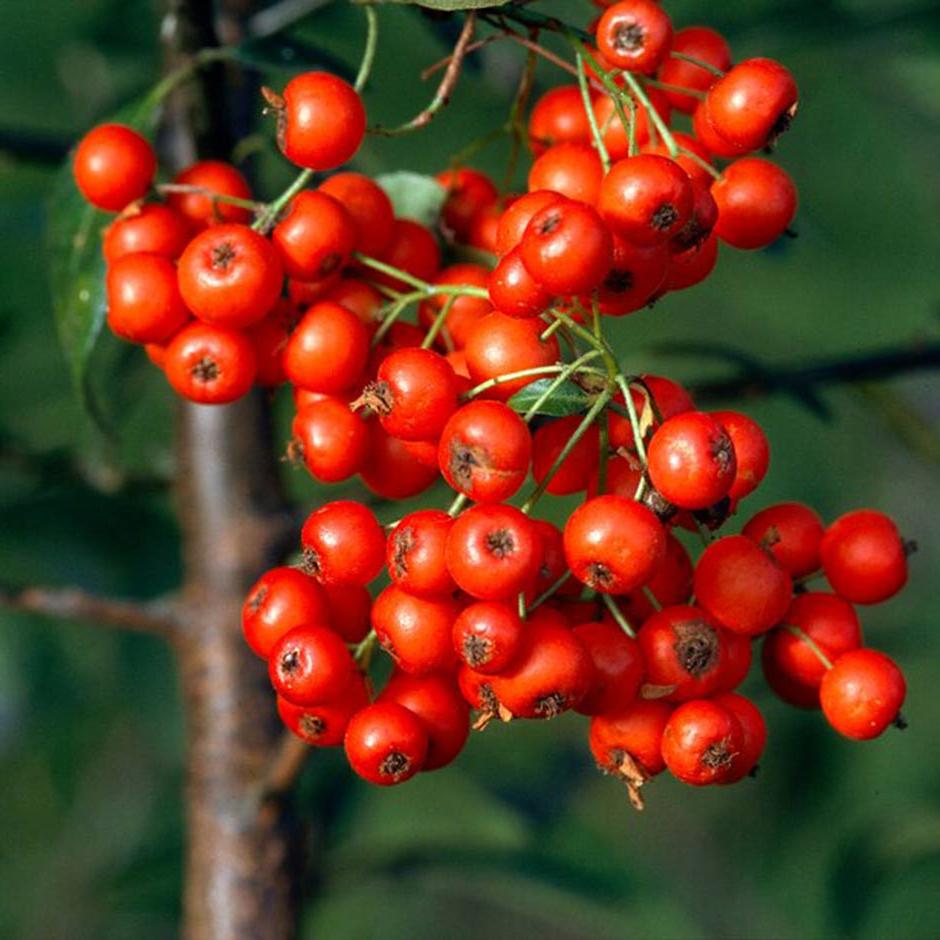 <i>Pyracantha</i> ‘Orange Glow’ adds a bright splash to dry shade