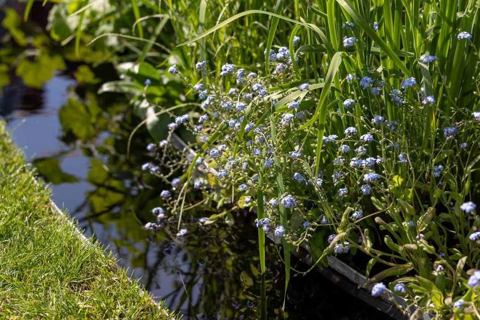 Myosotis sylvatica on the Macmillan Legacy Garden