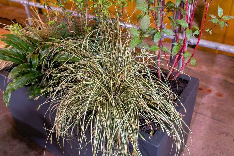 Carex oshimensas 'Evergold'