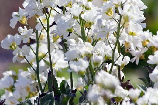 Arabis alpina subsp. caucasica 'Flore Pleno'