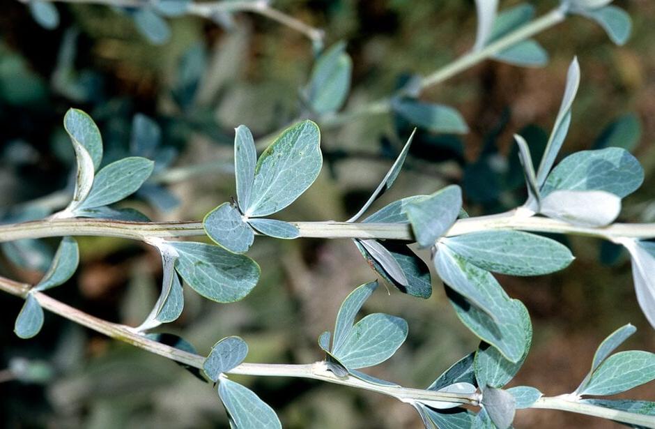 Berberis temolaica