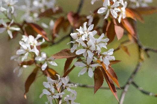 Amelanchier lamarckii 'Ballerina'