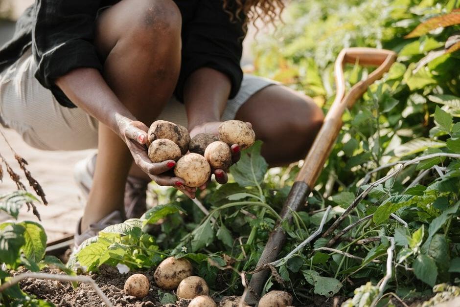 A person holding freshly dug potatoes