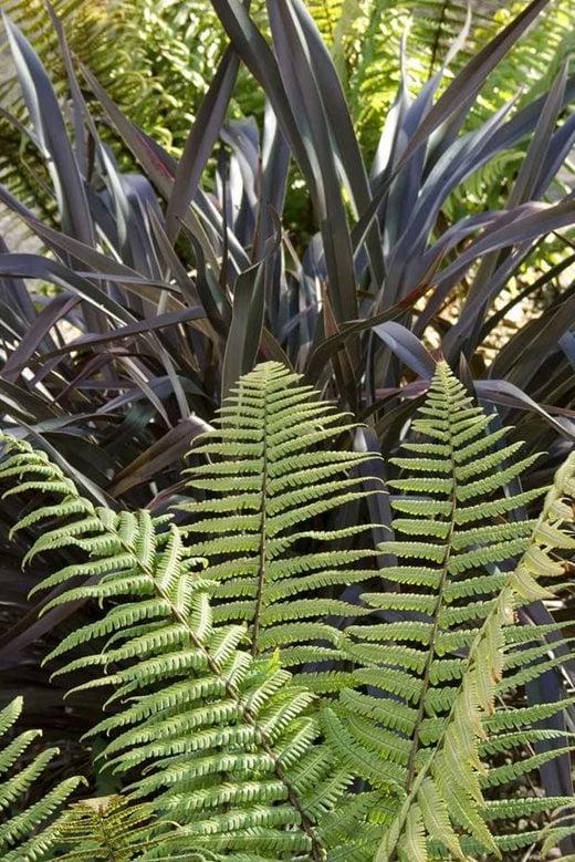 phormium and fern