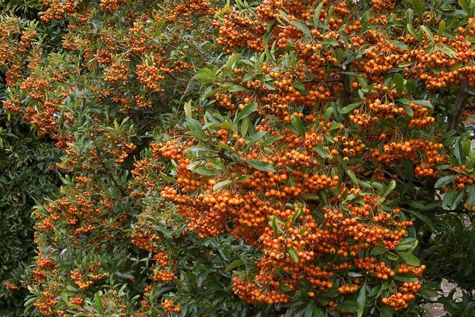 Discover pyracantha