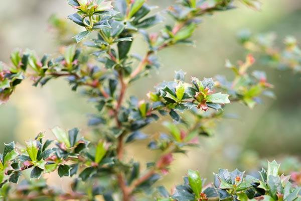 Discover berberis