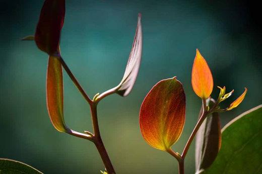 Hardy Eucalyptus