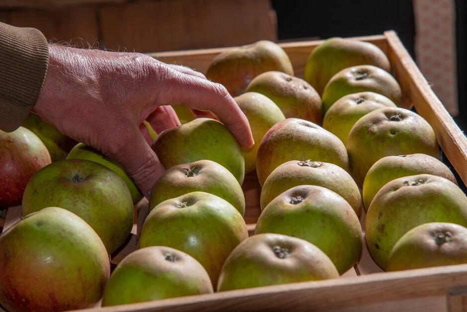 A person placing apples in a wooden storing tray