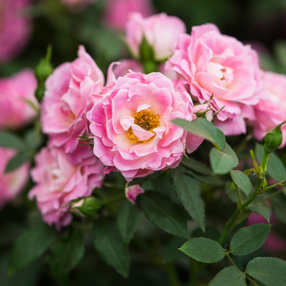 Patio rose: <i>Rosa</i> Lavender Siluetta