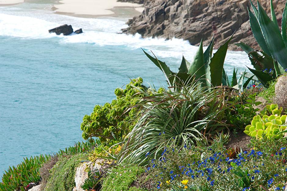 RHS guide to coastal gardening