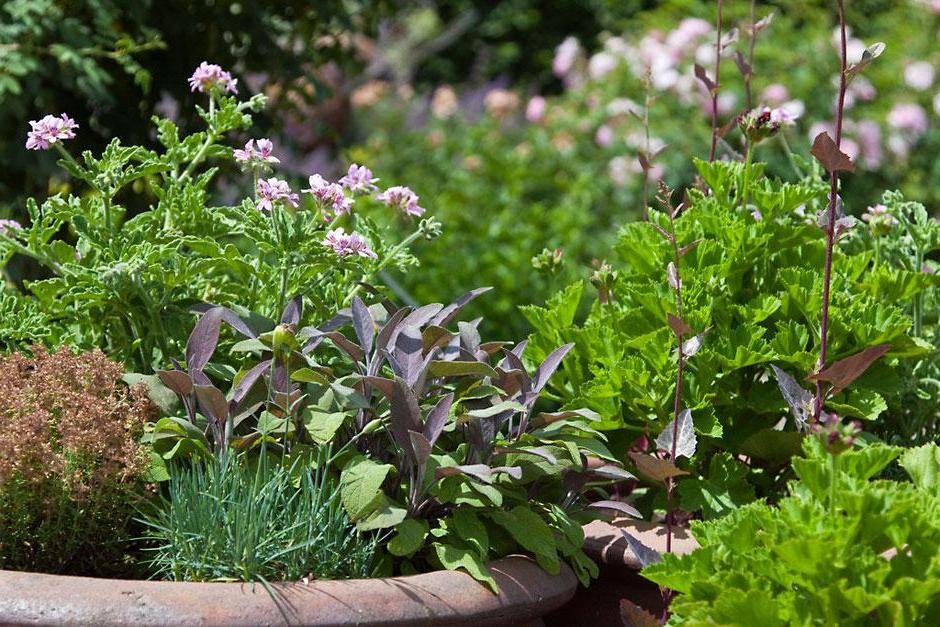 Herb container