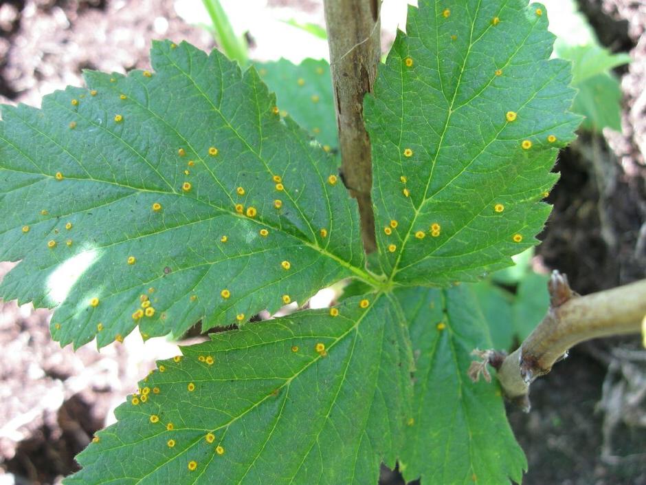 Raspberry rust, spring symptoms. Image: John Scrace