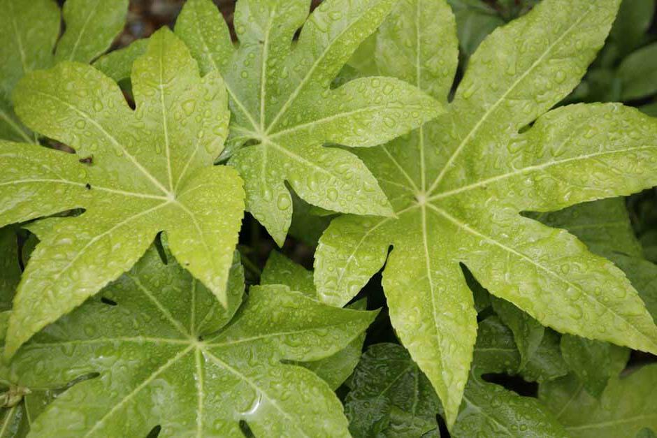 Key plants in the garden