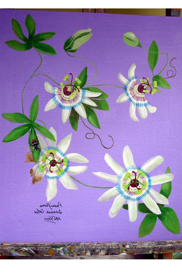 Passiflora artwork