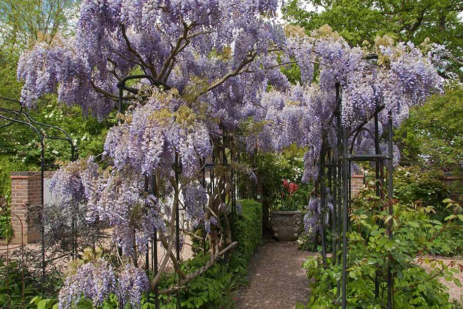 Discover wisteria