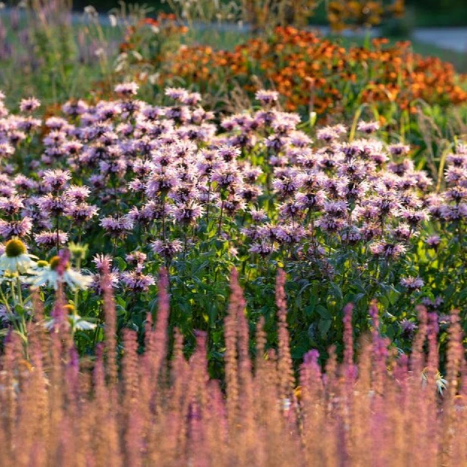 Well-adapted plants can thrive in windy areas