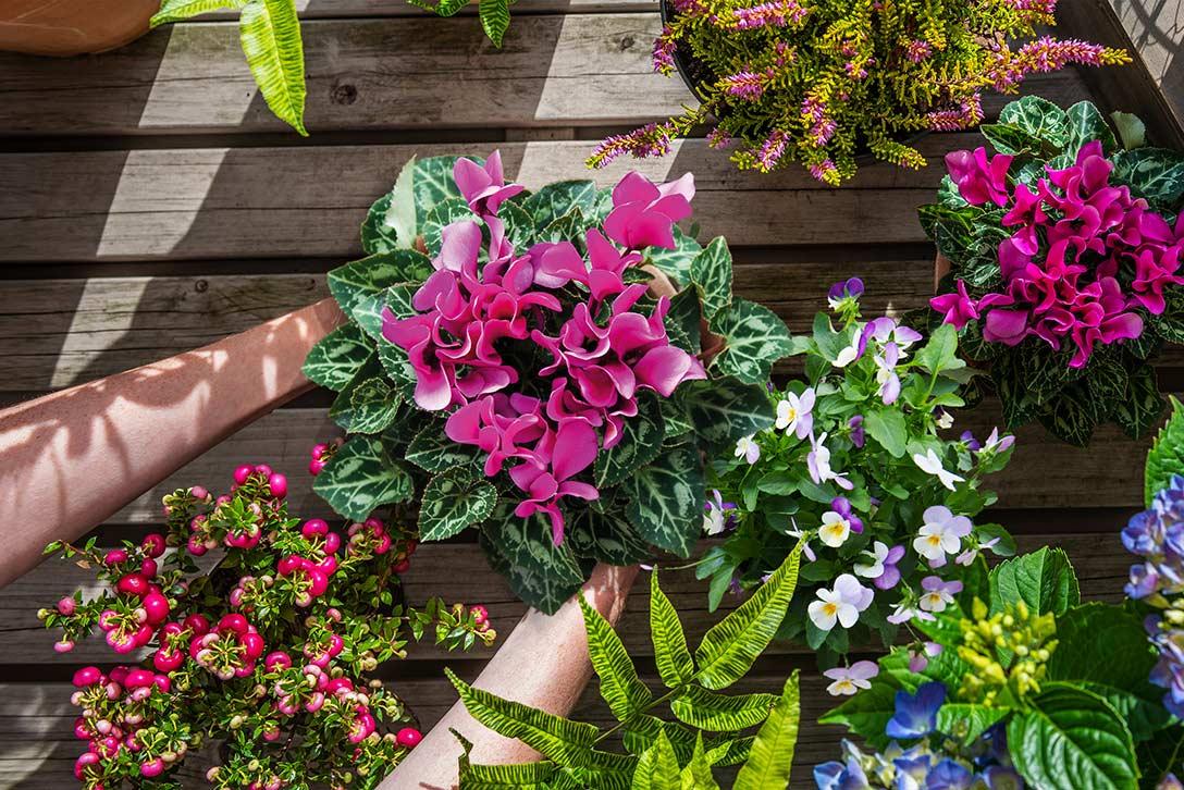 Planting up a container