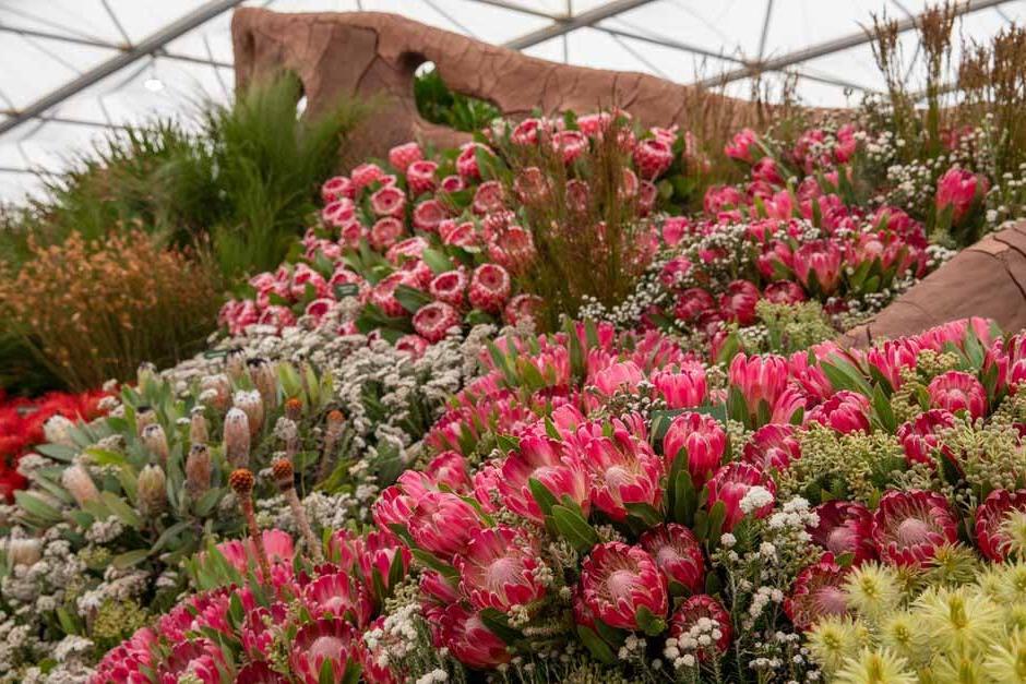 The Cape Floral Kingdom inside the Great Pavilion. RHS Chelsea Flower Show 2024