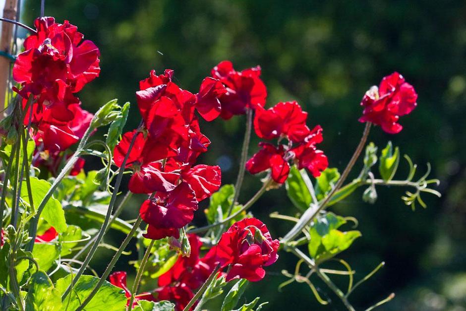 Sweet peas