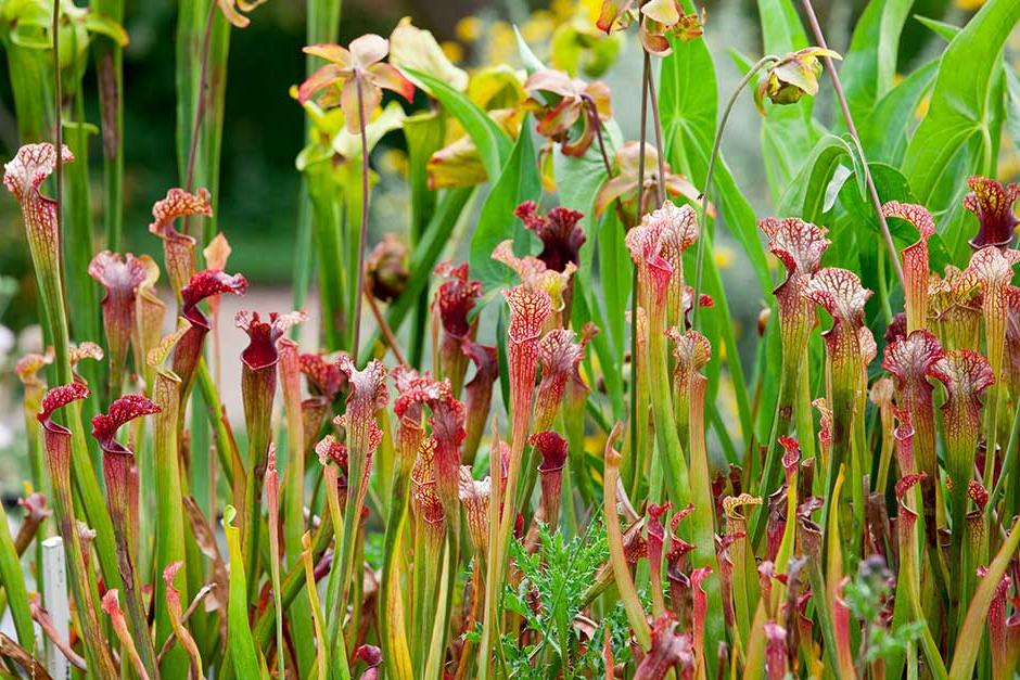 Discover carnivorous plants