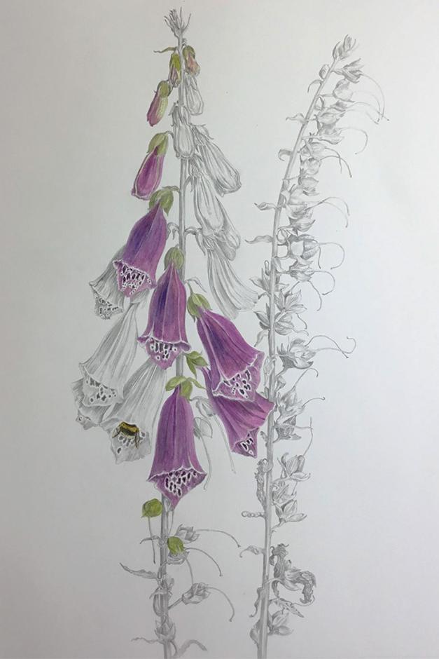 Digitalis purpurea artwork