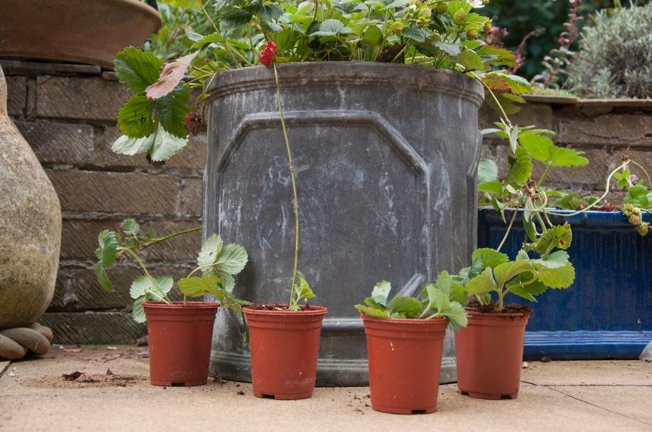 Strawberry runners planted up