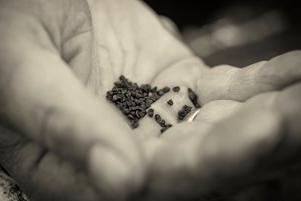 Seed sowing at Robinson Seeds and Plants