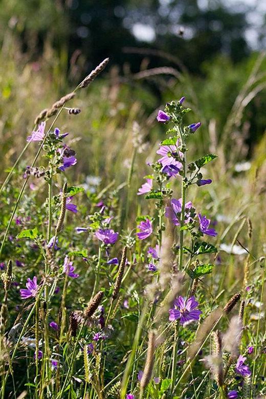 Mallow's delicate mauve flowers look great against tawny grasses