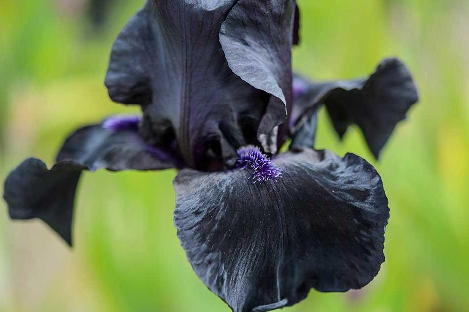 Discover border irises