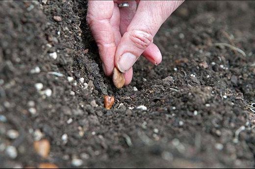 sowing broad bean