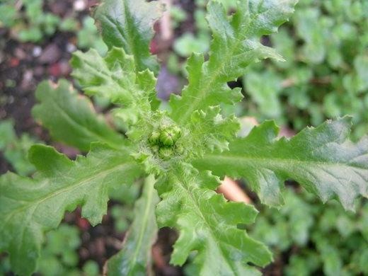 Groundsel