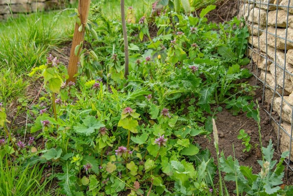 Weeding directly around the trunk of the young tree will help it establish, but the dead-nettles can be left as welcome wildflowers