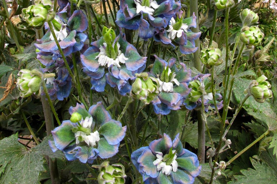 Phytoplasma causing greening (virescence) in flowers of delphinium