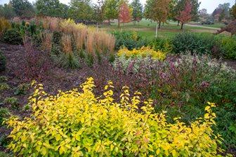 Contrasting foliage