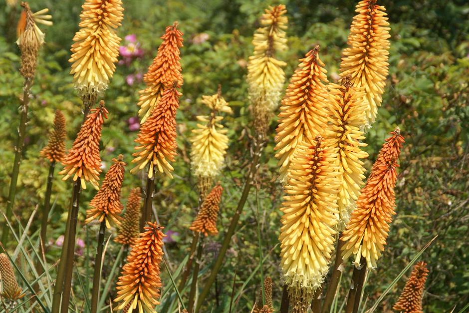 Key plants in the garden