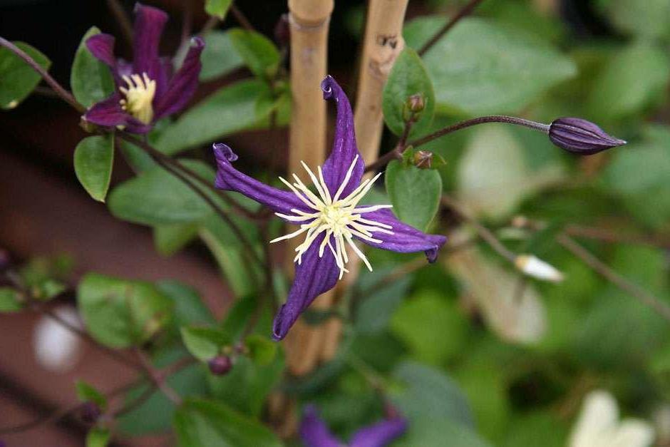 Clematis aromatica