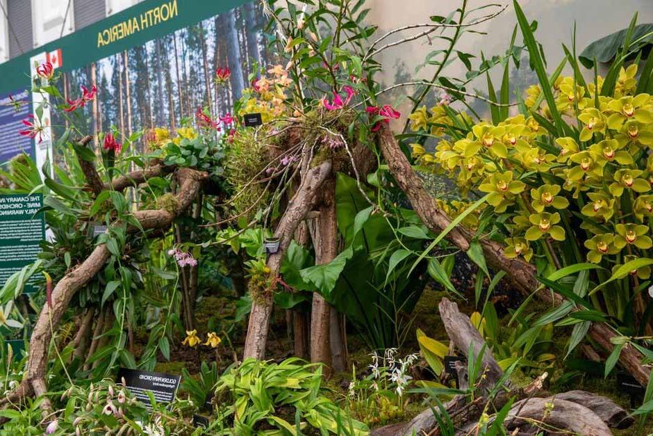 Orchids in the Wild. Great Pavilion. RHS Chelsea Flower Show 2024