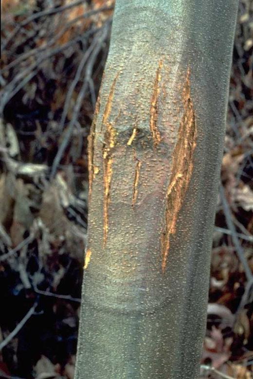 Chestnut blight