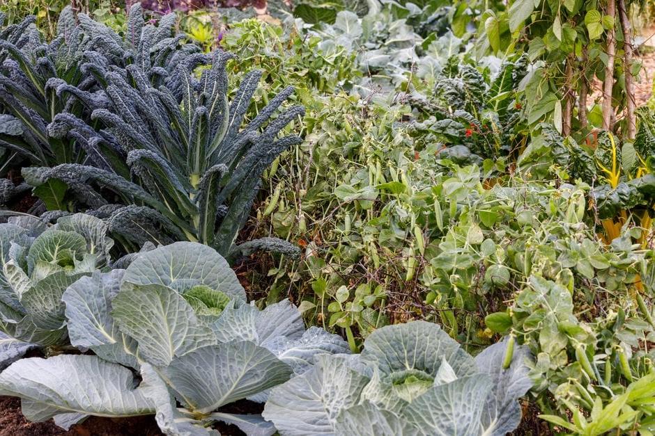 Organic growing at the River Cottage Market Garden