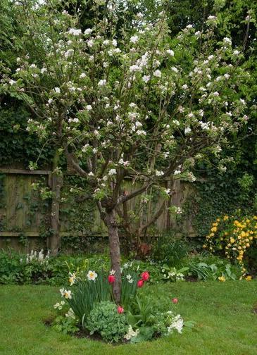 Prune apple trees regularly to keep them healthy and productive  ©RHS \Tim Sandall